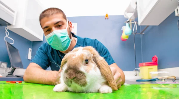Vet Bunny Examination Animal Vet Clinic — Stock Photo, Image