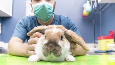 veteriner ve tavşancık veteriner kliniğinde bir hayvanı muayene ediyor.