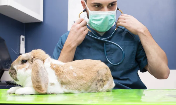 vet and bunny examination of a animal at a vet clinic