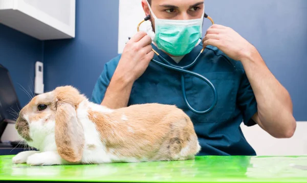 兽医和兔子在兽医诊所对动物进行检查 免版税图库图片