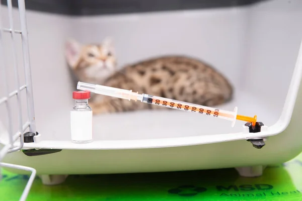 Gato Está Vacunado Mesa Del Veterinario Fotos de stock