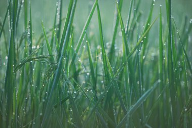 Pirinç tarlası, pirinç tarlası, pirinç tarlası, pirinç pantolonu, çiğ taneleri.