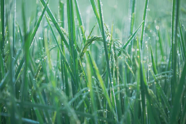 Farma ryżowa, pole ryżowe, ryżowe pole ryżowe, spodnie ryżowe, krople rosy Bokeh na t — Zdjęcie stockowe