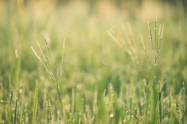 Pirinç tarlası, pirinç tarlası, pirinç tarlası, pirinç pantolonu, çiğ taneleri.