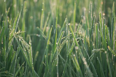 Pirinç tarlası, pirinç tarlası, pirinç tarlası, pirinç pantolonu, çiğ taneleri.