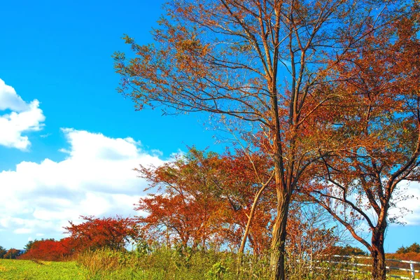 美丽的橙色和红色的秋天森林。背景是绿色的。 — 图库照片