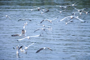 Bangpoo Denizi, Tayland 'da uçan bir grup martı. Sığ.