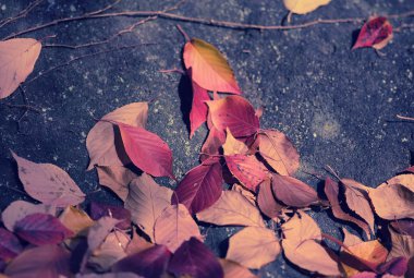 Kuru kırmızı yapraklar sonbaharda yere düştü. Yumuşak odak.