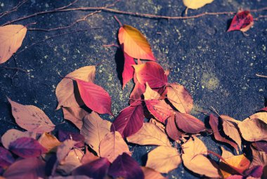 Kuru kırmızı yapraklar sonbaharda yere düştü. Yumuşak odak.