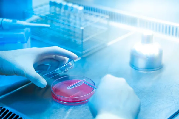 Bilim adamlarının elleri araştırma üzerinde çalışıyor. Bakteri.