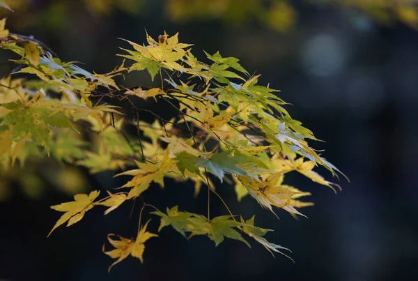 Hojas de arce amarillo en temporada de otoño con fondo borroso, ta —  Fotos de Stock