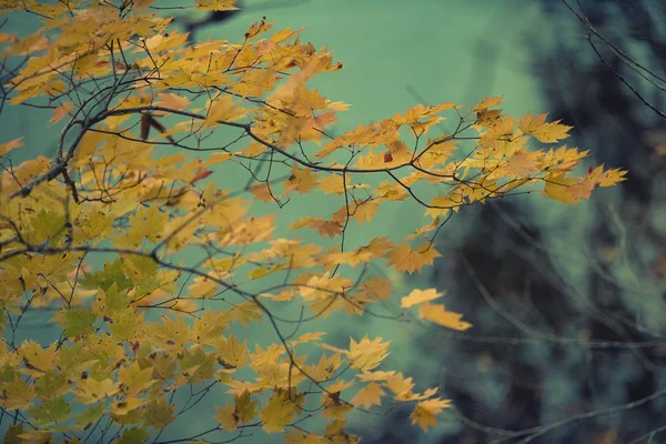 Gele esdoorn bladeren in de herfst seizoen met wazig achtergrond, ta — Stockfoto