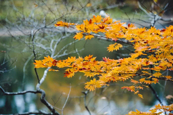 Hojas de arce amarillo en temporada de otoño con fondo borroso, ta —  Fotos de Stock