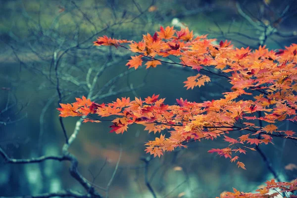 Rode esdoorn bladeren in de herfst seizoen met wazig achtergrond, genomen — Stockfoto