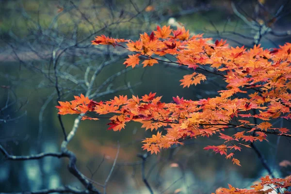 Hojas de arce rojo en temporada de otoño con fondo borroso, tomadas —  Fotos de Stock
