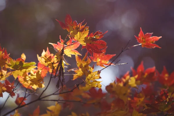 Червоне кленове листя в осінній сезон з розмитим тлом, взято — стокове фото