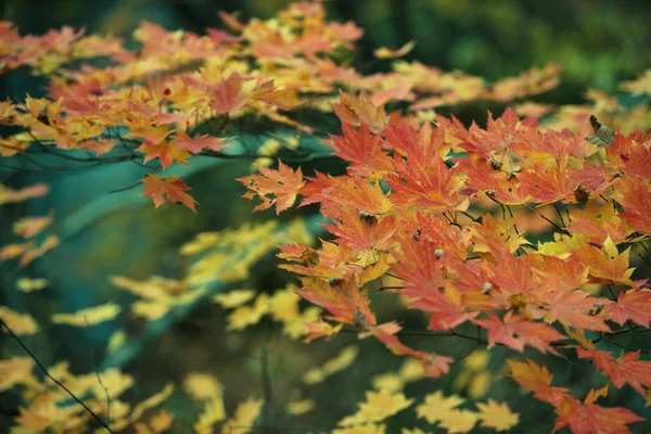 Hojas de arce rojo en temporada de otoño con fondo borroso, tomadas —  Fotos de Stock