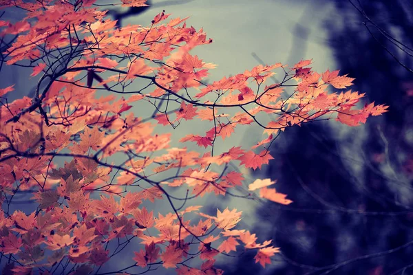 Folhas de bordo vermelho na temporada de outono com fundo desfocado, tomadas — Fotografia de Stock