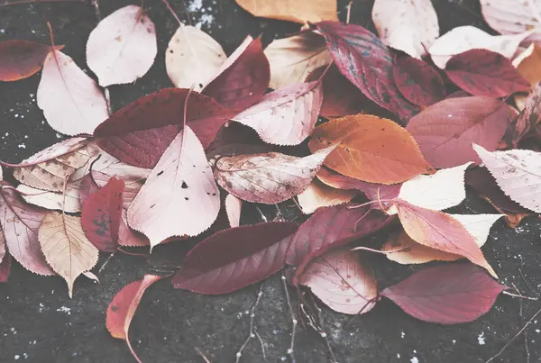 Folhas de cor vermelha seca caíram no chão em foco autumn.soft . — Fotografia de Stock