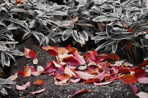 Droge rode gekleurde bladeren vielen op de vloer in de herfst. zachte focus. — Stockfoto