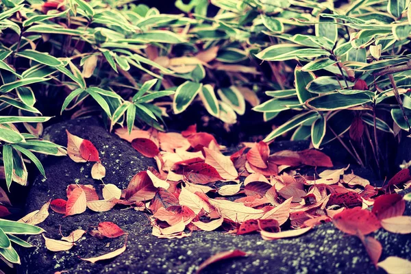 Folhas de cor vermelha seca caíram no chão em foco autumn.soft . — Fotografia de Stock