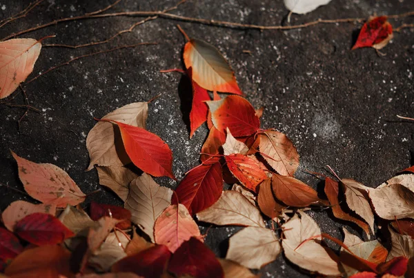 Folhas de cor vermelha seca caíram no chão em foco autumn.soft . — Fotografia de Stock