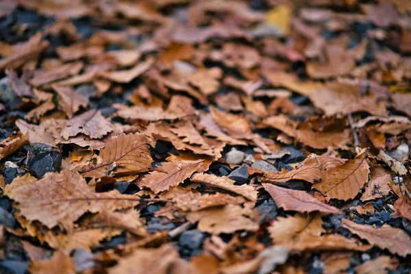 Folhas de cor vermelha seca caíram no chão em foco autumn.soft . — Fotografia de Stock