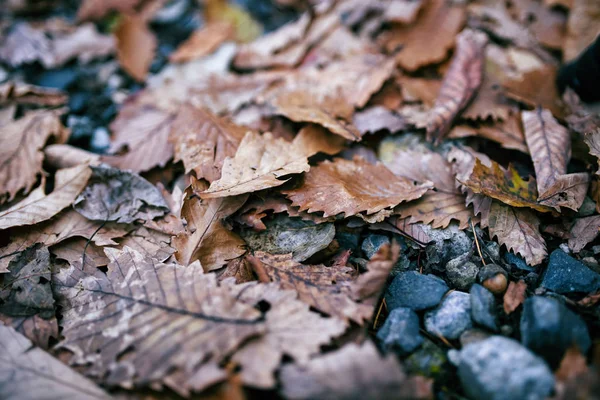 Folhas de cor vermelha seca caíram no chão em foco autumn.soft . — Fotografia de Stock