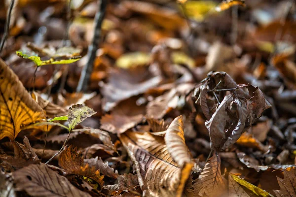 Hnědé suché listí na větvích v lese, který září — Stock fotografie