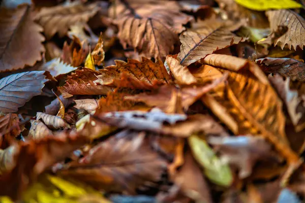 Brown folhas secas Nos ramos da floresta que está brilhando i — Fotografia de Stock
