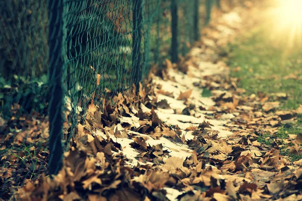 Neve nas folhas secas pela cerca de ferro verde no inverno para — Fotografia de Stock