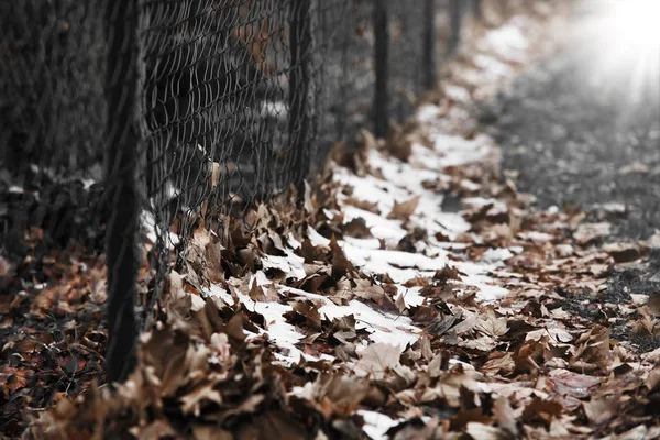 Neve nas folhas secas pela cerca de ferro verde no inverno para — Fotografia de Stock