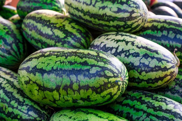 Sweet watermelon, a large number of large green organic crops on