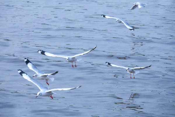 Gruppe von Möwen fliegen im Bangpoo Meer, Thailand. — Stockfoto