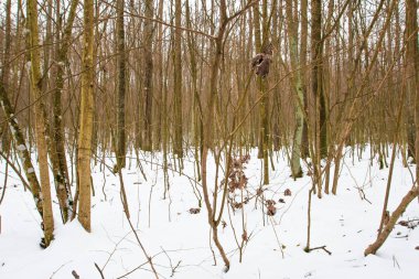 Kuru ağaç dalları kış ormanlarında. Yumuşak bir odak noktası..