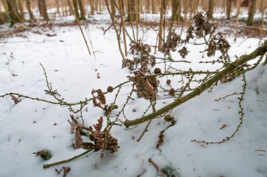 Kuru ağaç dalları kış ormanlarında. Yumuşak bir odak noktası..