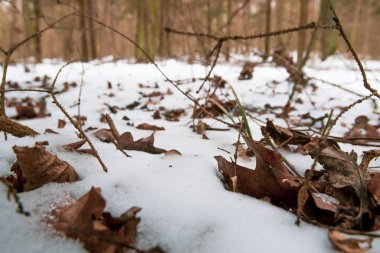 Kuru ağaç dalları kış ormanlarında. Yumuşak bir odak noktası..