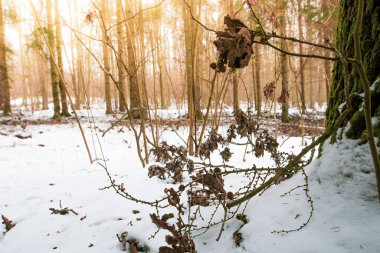 Kuru ağaç dalları kış ormanlarında. Yumuşak bir odak noktası..