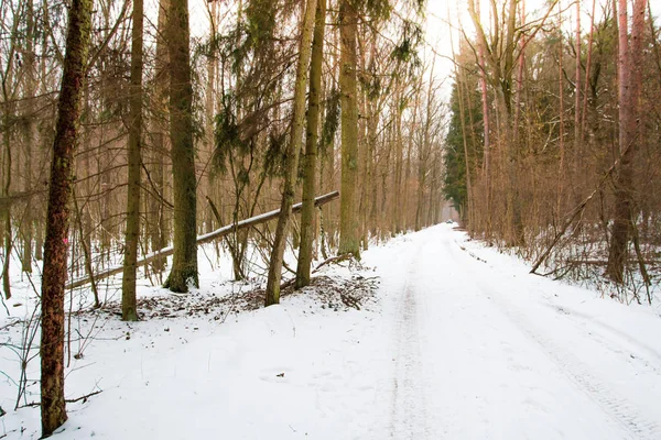 Branche d'arbre sec sur la neige En hiver forest.soft focus . — Photo