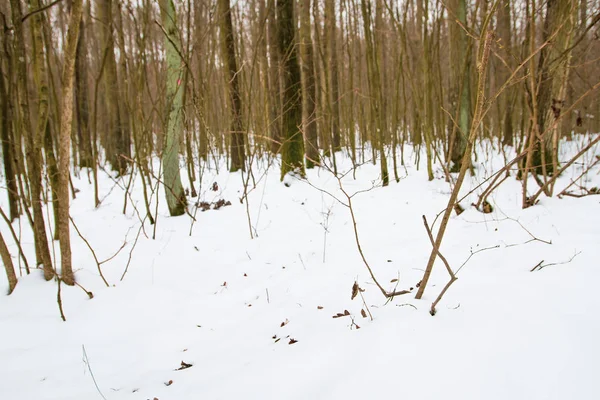 Ramo de árvore seca na neve No inverno forest.soft foco . — Fotografia de Stock