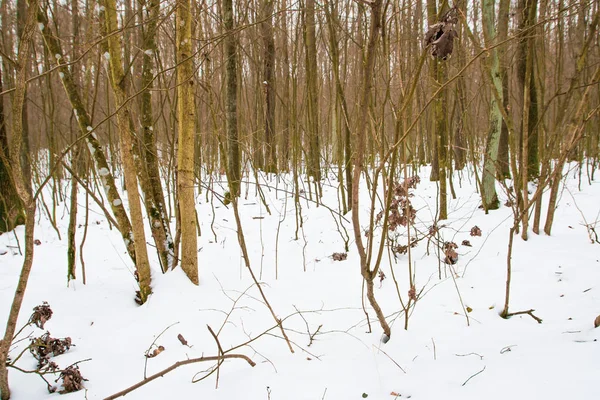 Ramo de árvore seca na neve No inverno forest.soft foco . — Fotografia de Stock