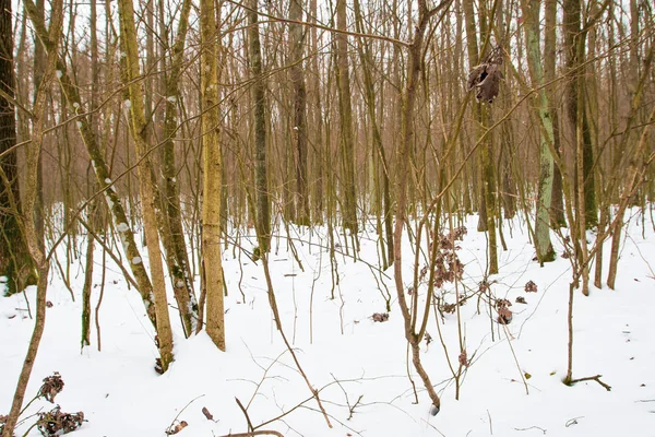 Гілка сухого дерева на снігу У зимовому лісі.м'який фокус . — стокове фото