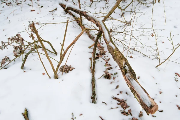 Sucha gałąź drzewa na śniegu W zimie leśnictwo.soft focus. — Zdjęcie stockowe