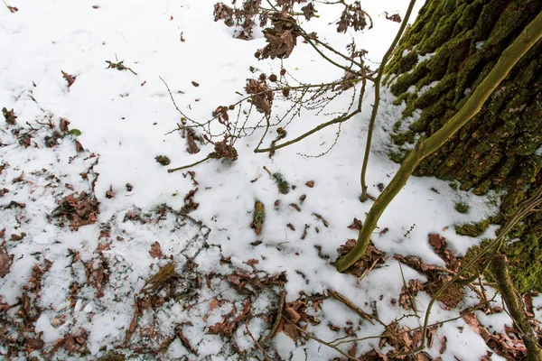 在雪地上的干枯的树枝在冬天的森林里。. — 图库照片