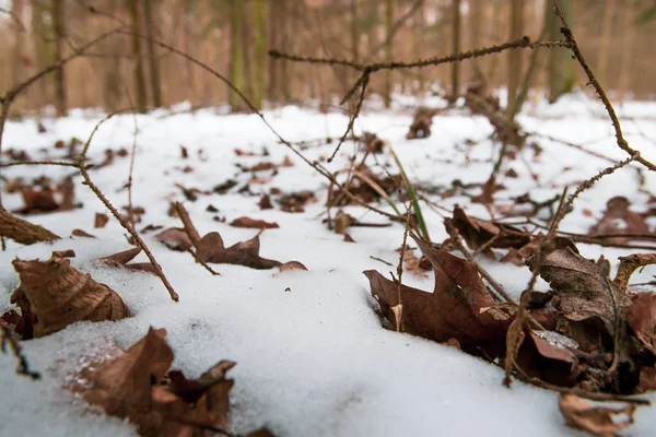 Branche d'arbre sec sur la neige En hiver forest.soft focus . — Photo