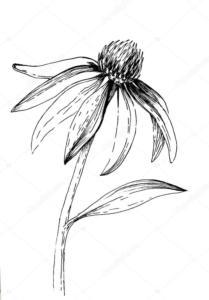 A hand-drawn ink illustration of an echinacea flower on a white isolated background