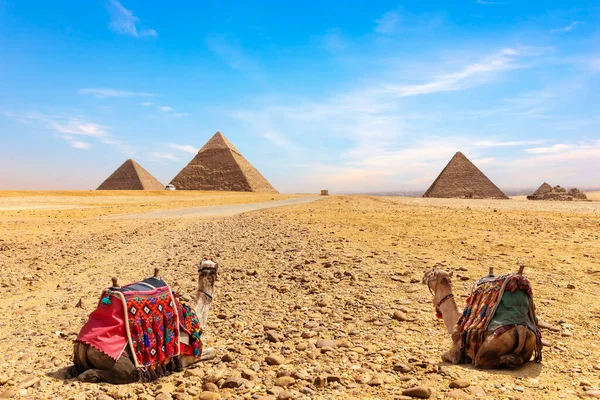 Kamelen aan de voet van de piramides van Gizeh, Caïro, Egypte — Stockfoto