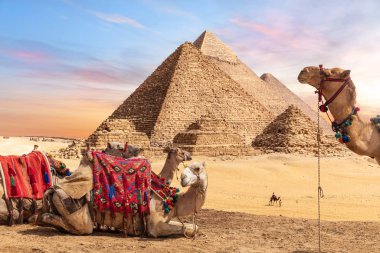 Camels near the Pyramids of Giza, Egypt clipart