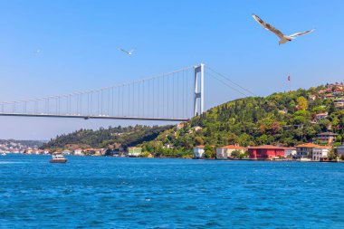 Martı ve Fatih Sultan Mehmet Köprüsü Asyalı tarafında.