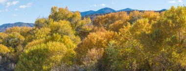 Kaliforniya 'da Renkli Sonbahar Ağaçları